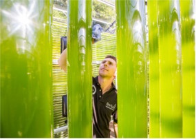 Researchers are growing microalgae in closed environments to produce biofuel